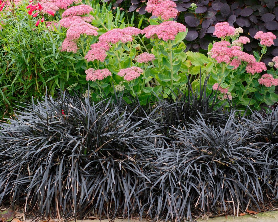 Ophiopogon 'Nigra'