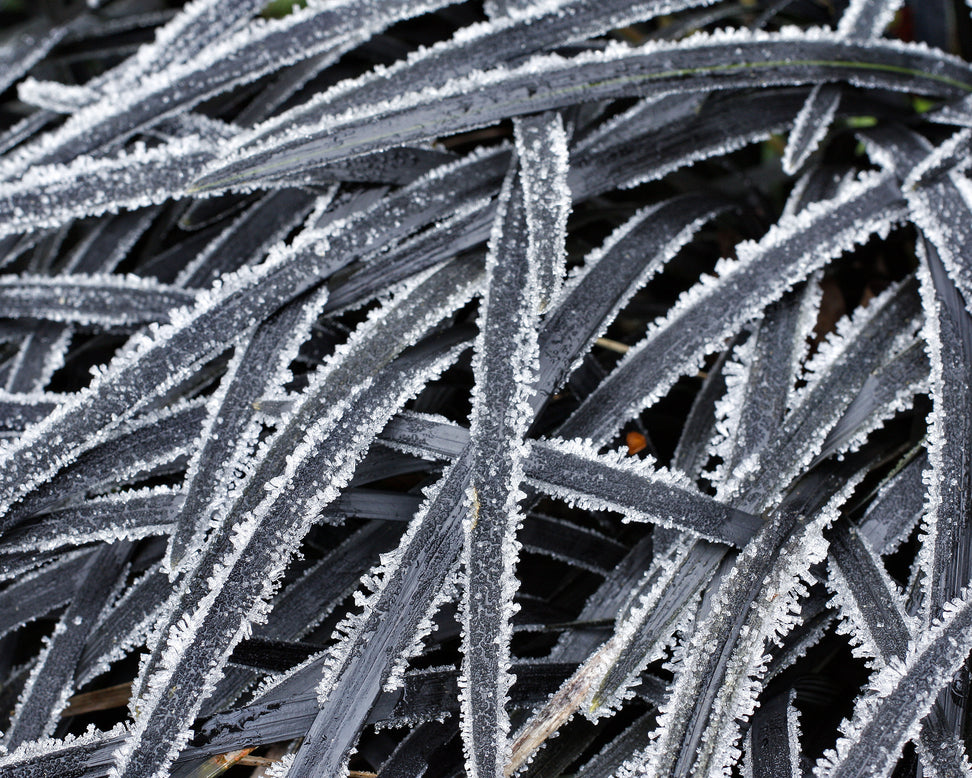 Ophiopogon 'Nigra'