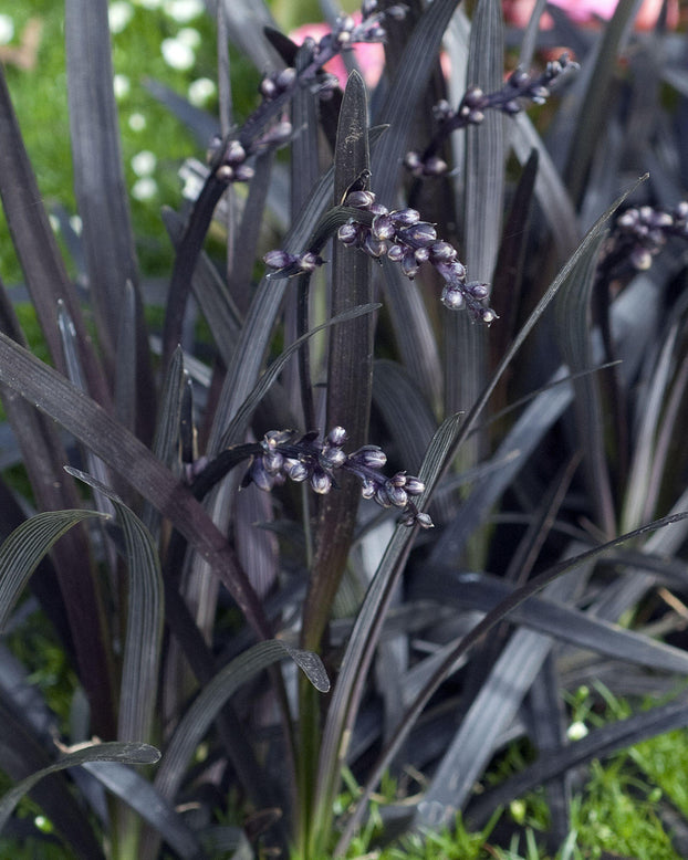 Ophiopogon 'Nigra'