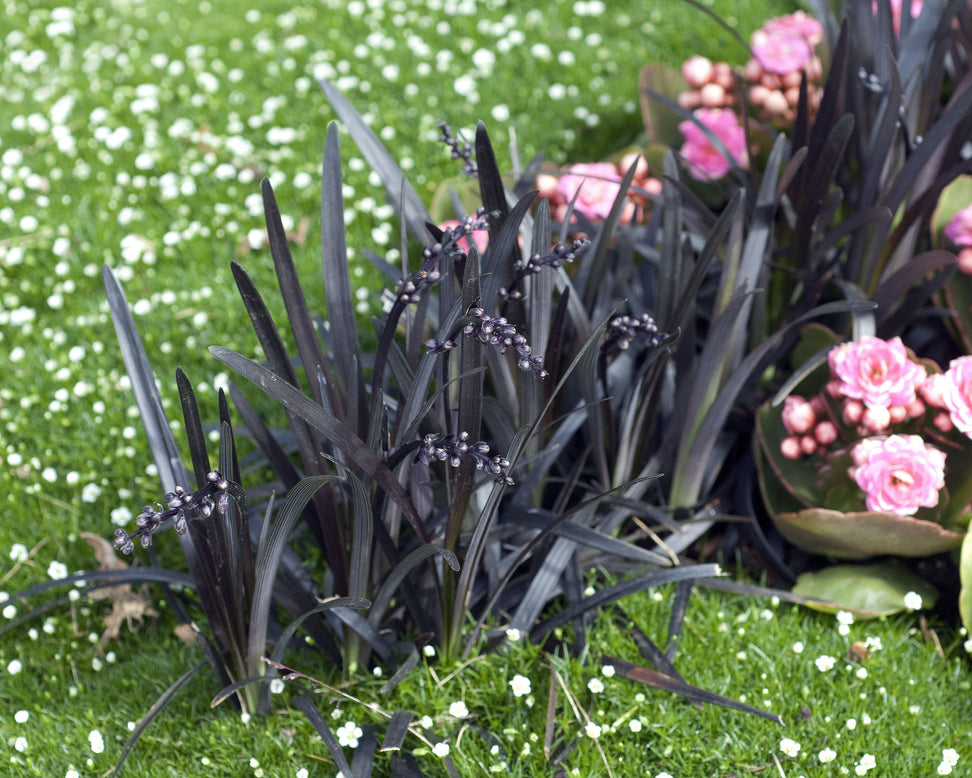 Ophiopogon 'Nigra'