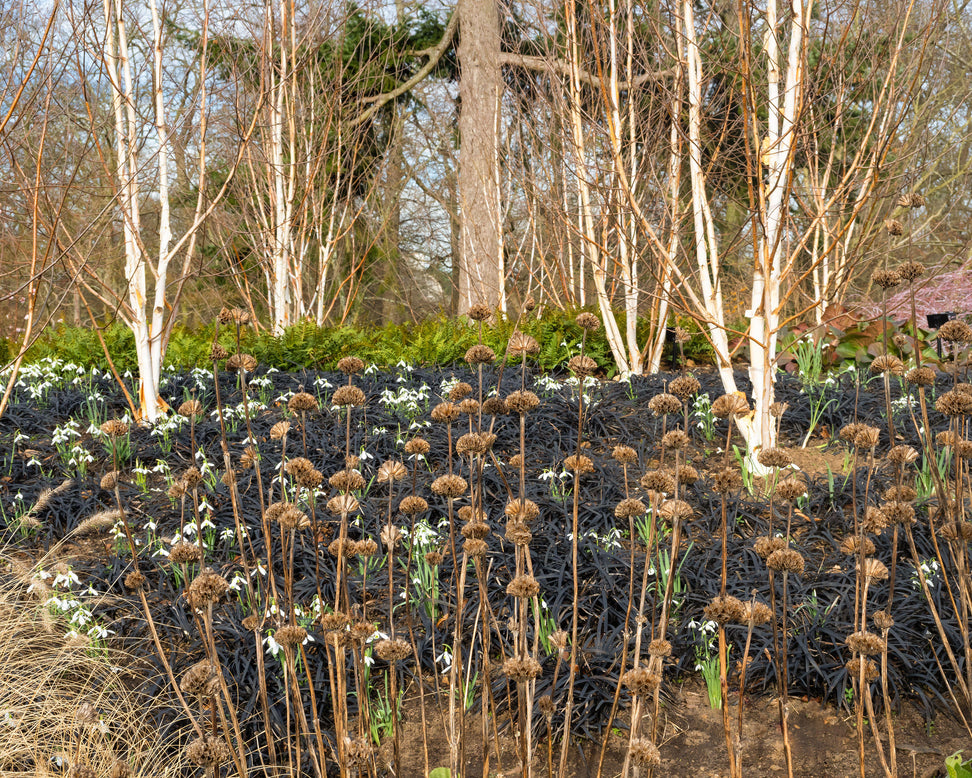 Ophiopogon 'Nigra'