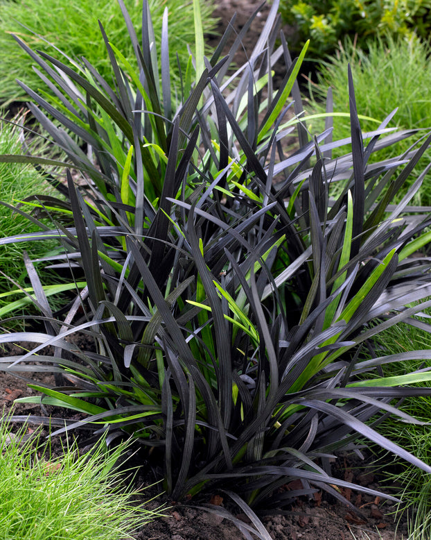 Ophiopogon 'Nigra'