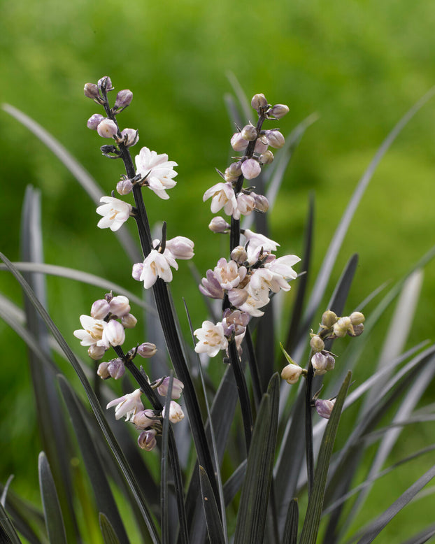 Ophiopogon 'Nigra'