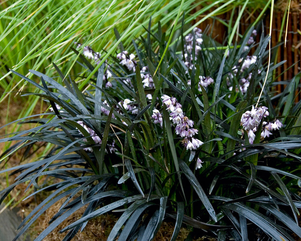 Ophiopogon 'Nigra'