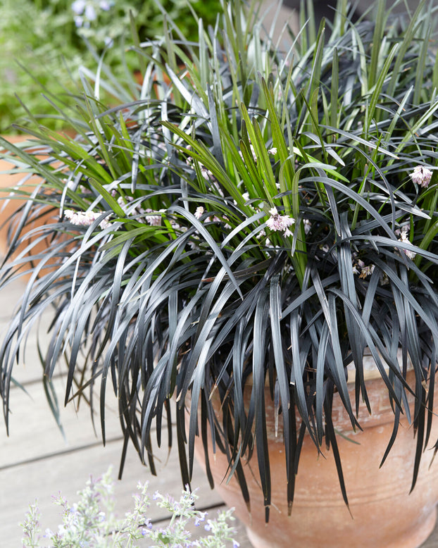 Ophiopogon 'Nigra'