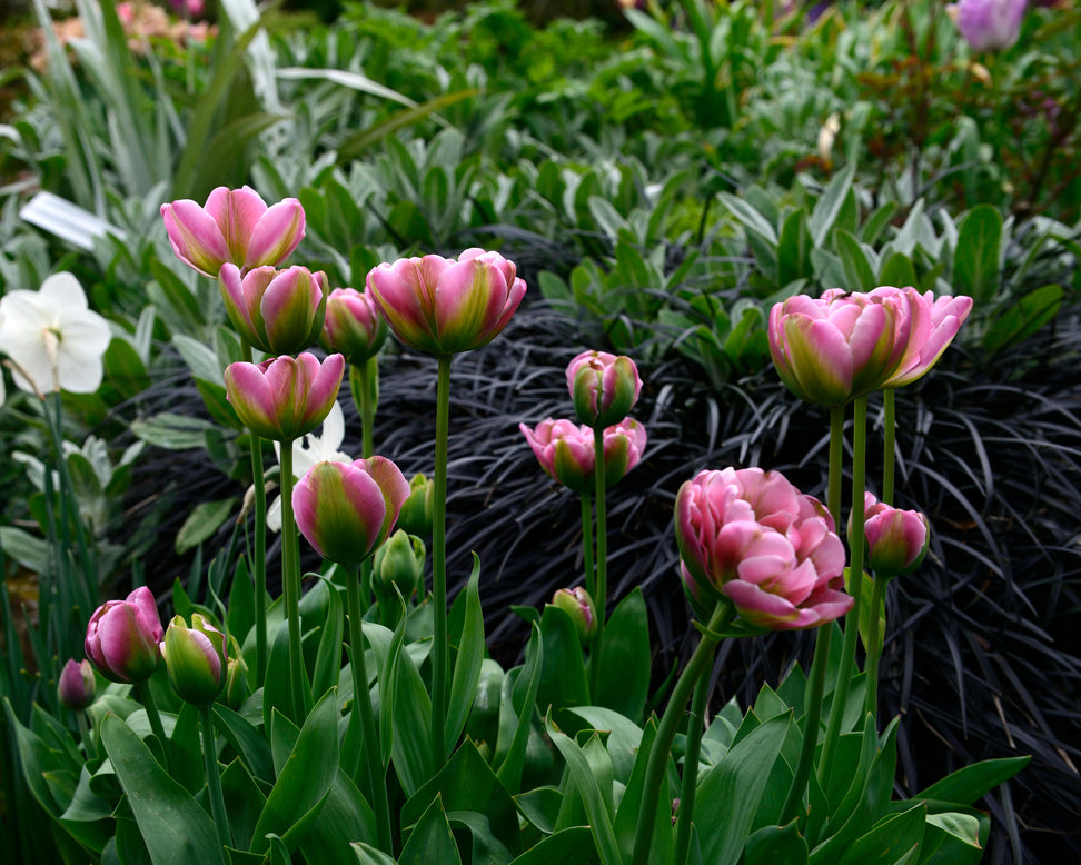 Ophiopogon 'Nigra'