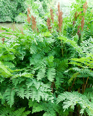 Osmunda bare roots