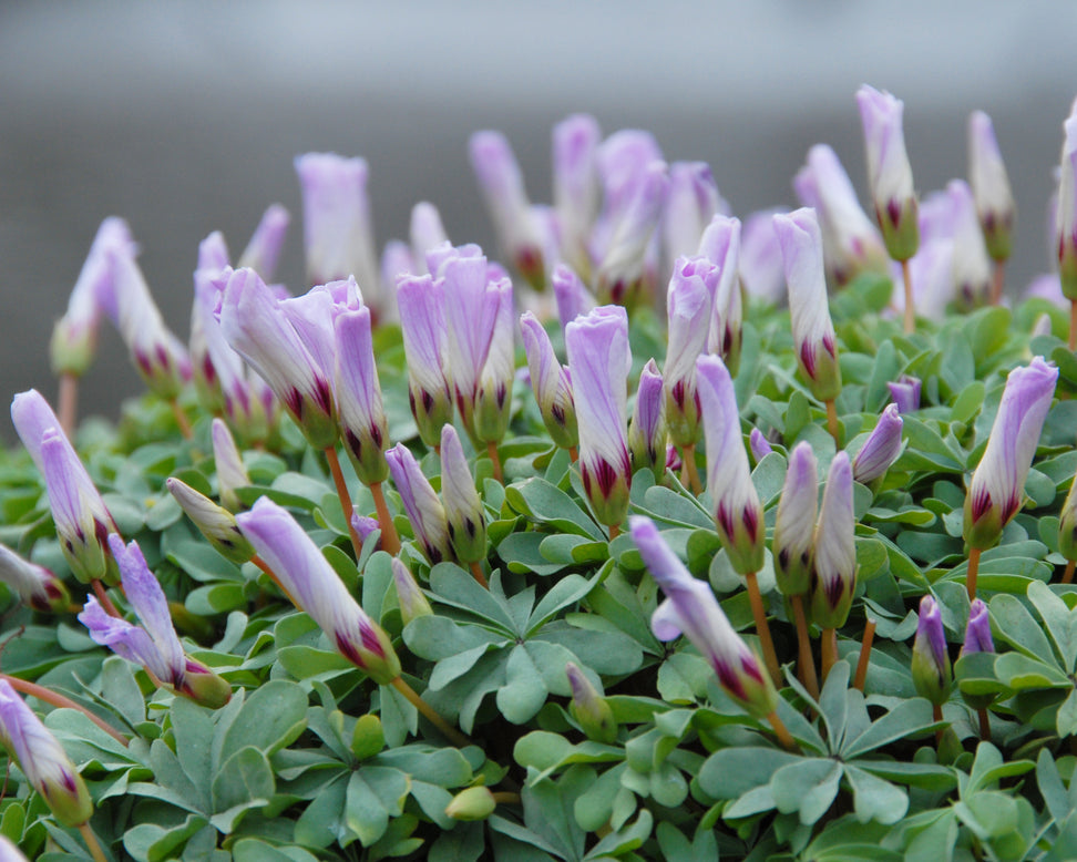 Oxalis adenophylla