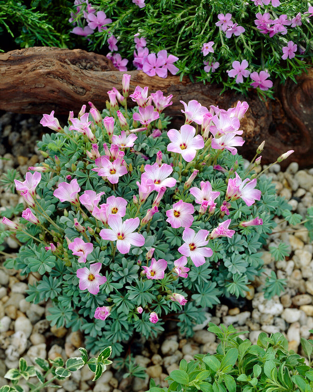 Oxalis adenophylla