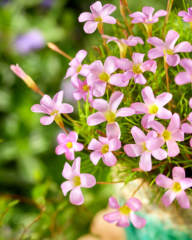 Oxalis 'Pink Spider'