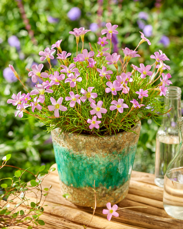 Oxalis 'Pink Spider'