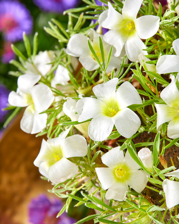 Oxalis 'White Spider'