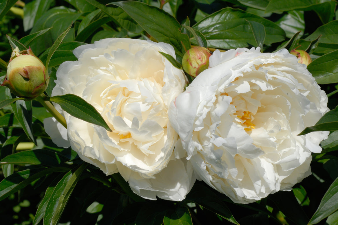 Paeonia 'Bowl of Cream'