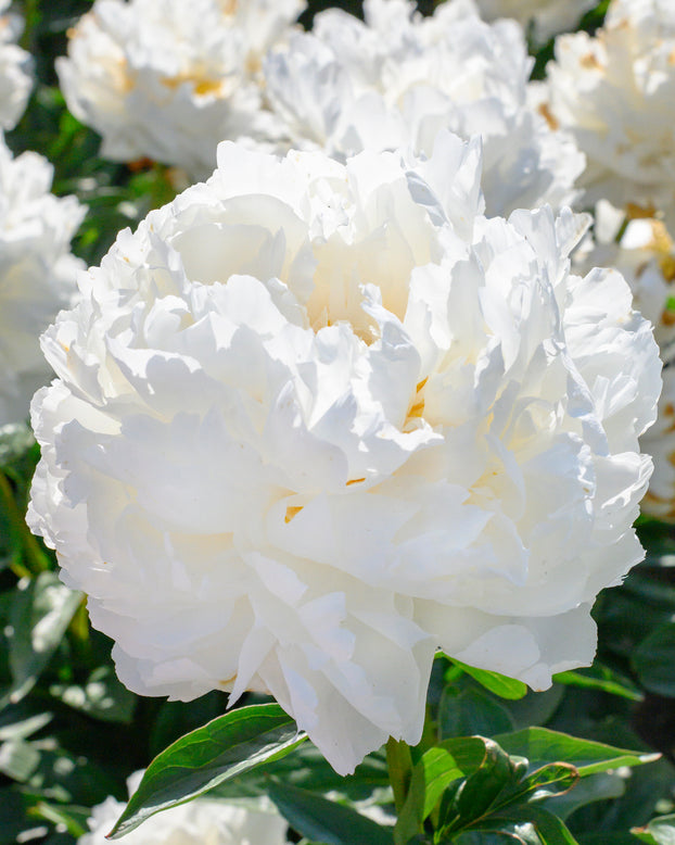 Paeonia 'Bowl of Cream'