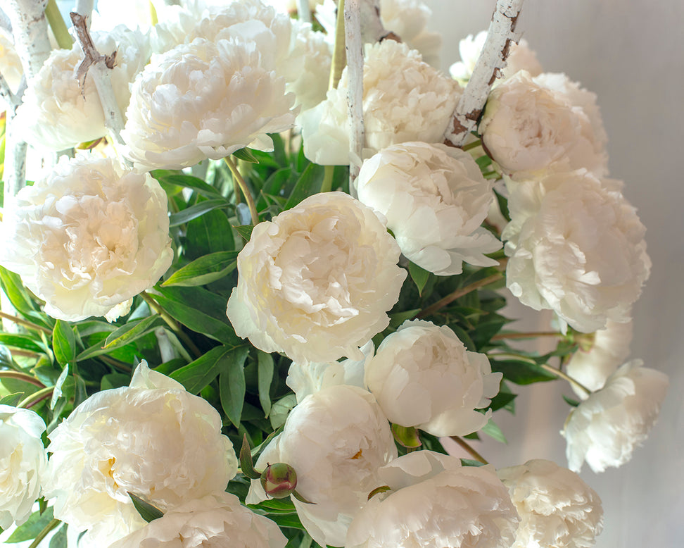 Paeonia 'Bowl of Cream'