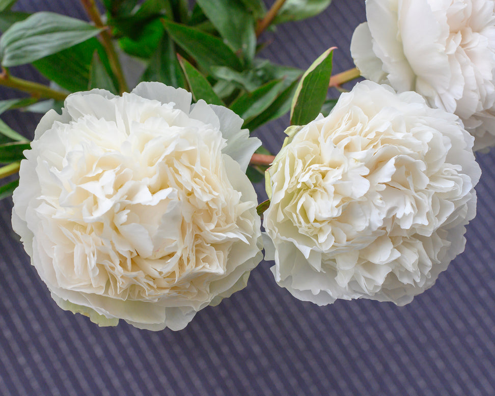 Paeonia 'Bowl of Cream'