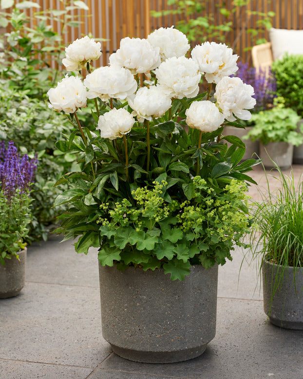 Paeonia 'Bowl of Cream'