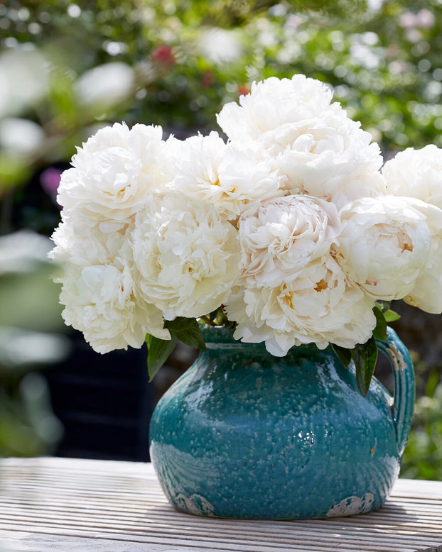 Paeonia 'Bowl of Cream'