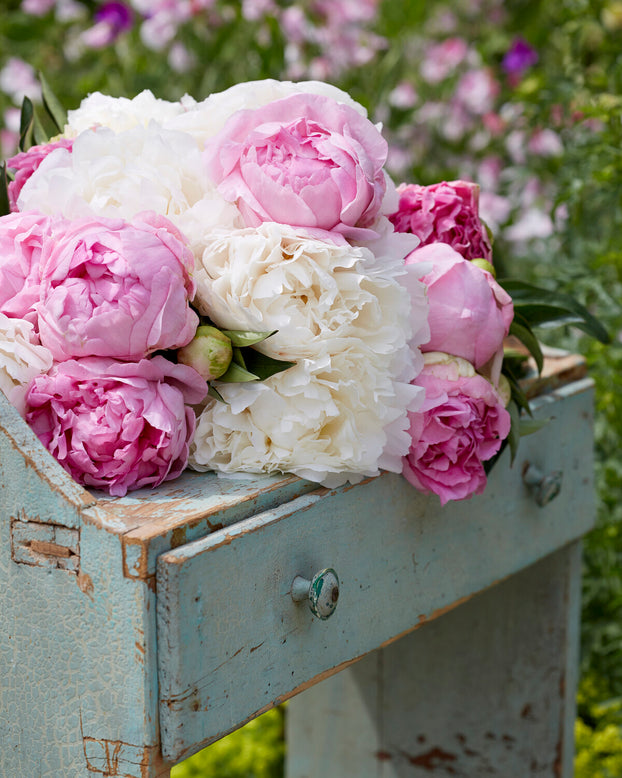 Paeonia 'Bowl of Cream'