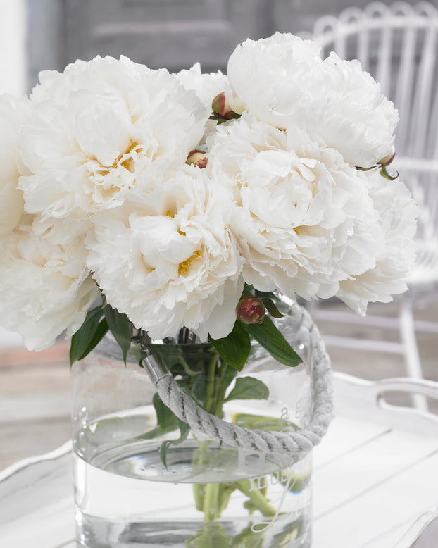 Paeonia 'Bowl of Cream'