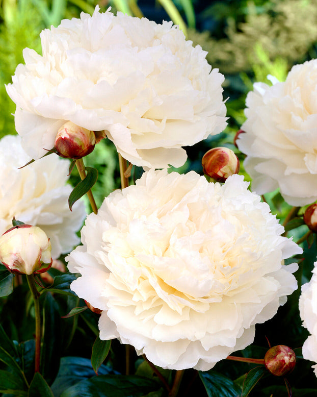 Paeonia 'Bowl of Cream'