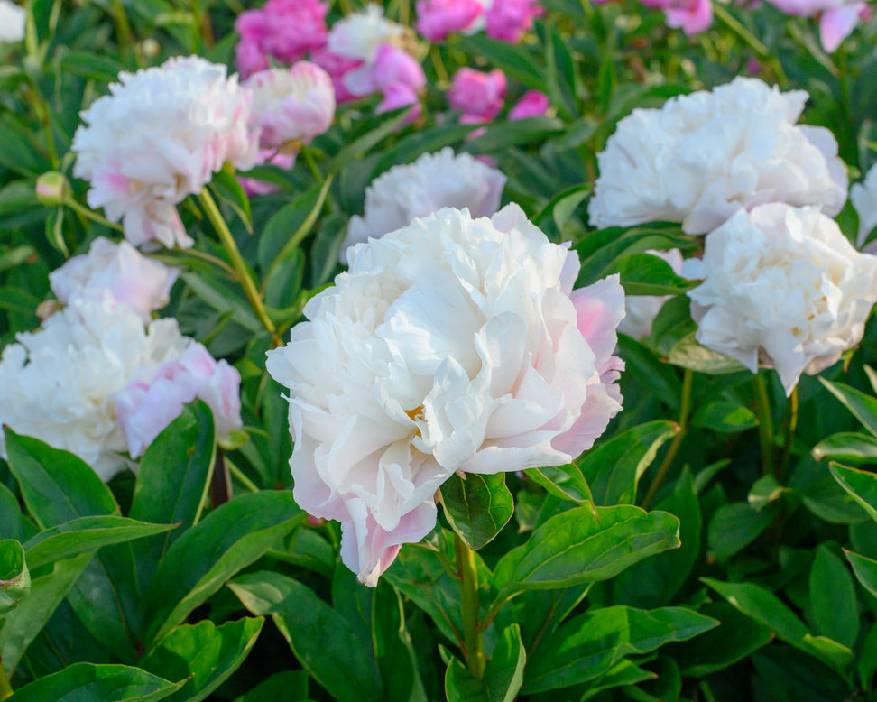 Paeonia 'Catharina Fontijn'