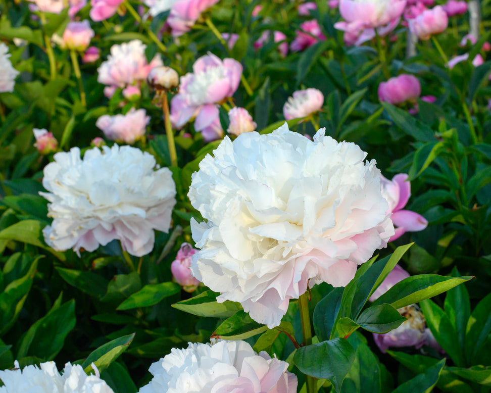 Paeonia 'Catharina Fontijn'