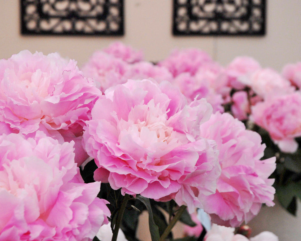 Paeonia 'Catharina Fontijn'