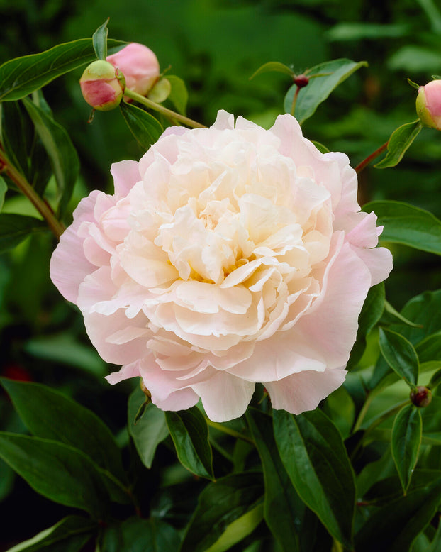 Paeonia 'Catharina Fontijn'