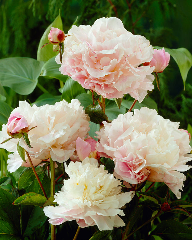 Paeonia 'Catharina Fontijn'