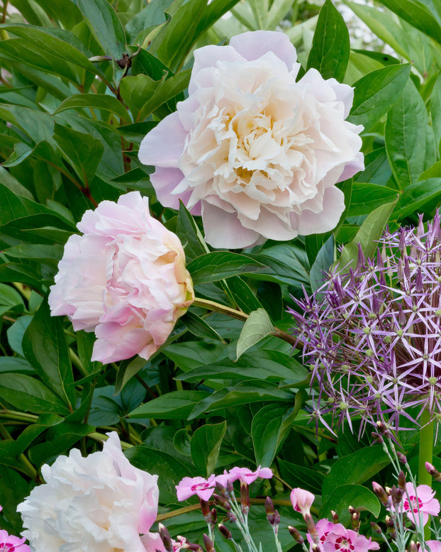 Paeonia 'Catharina Fontijn'