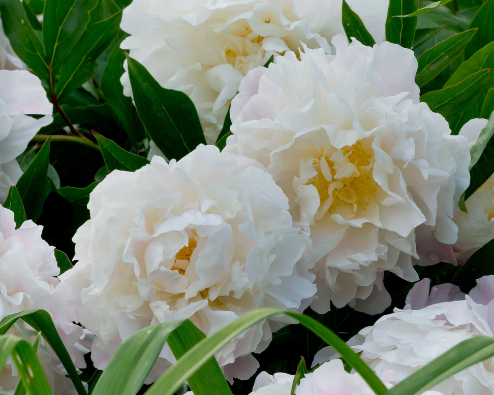 Paeonia 'Catharina Fontijn'