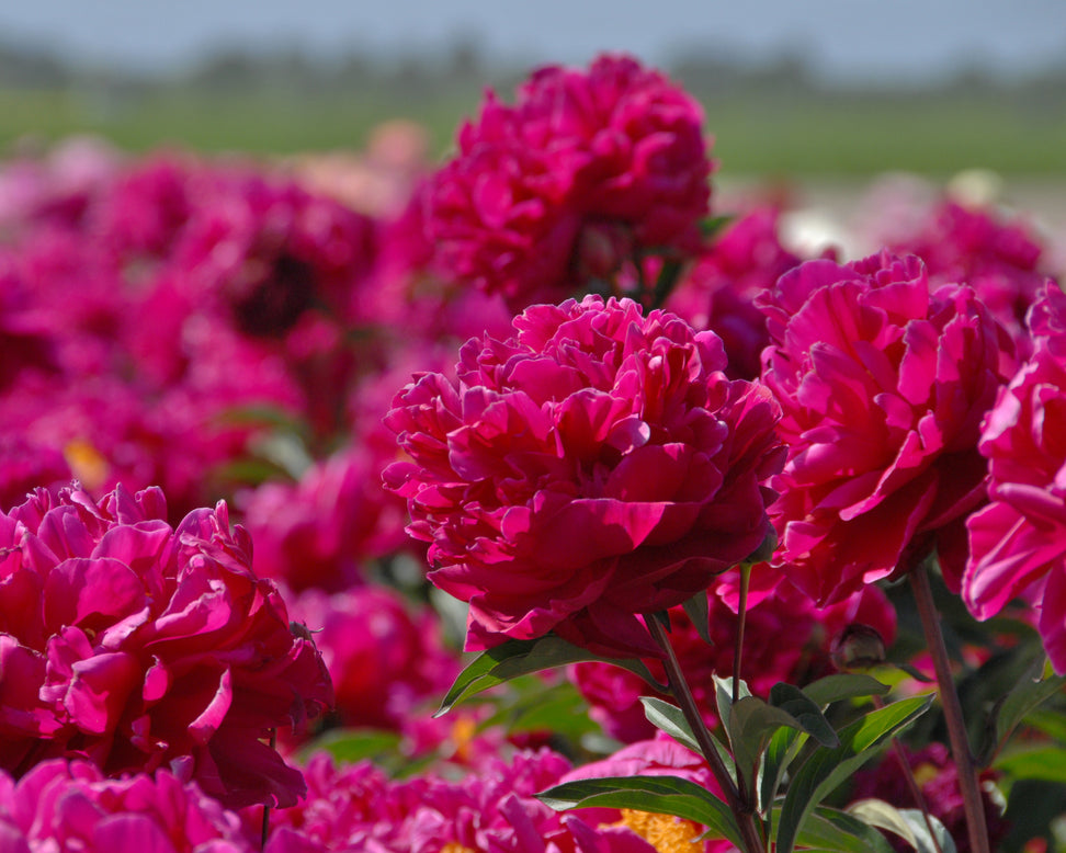 Paeonia 'Félix Crousse'