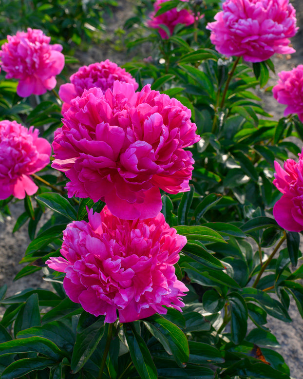 Paeonia 'Félix Crousse'