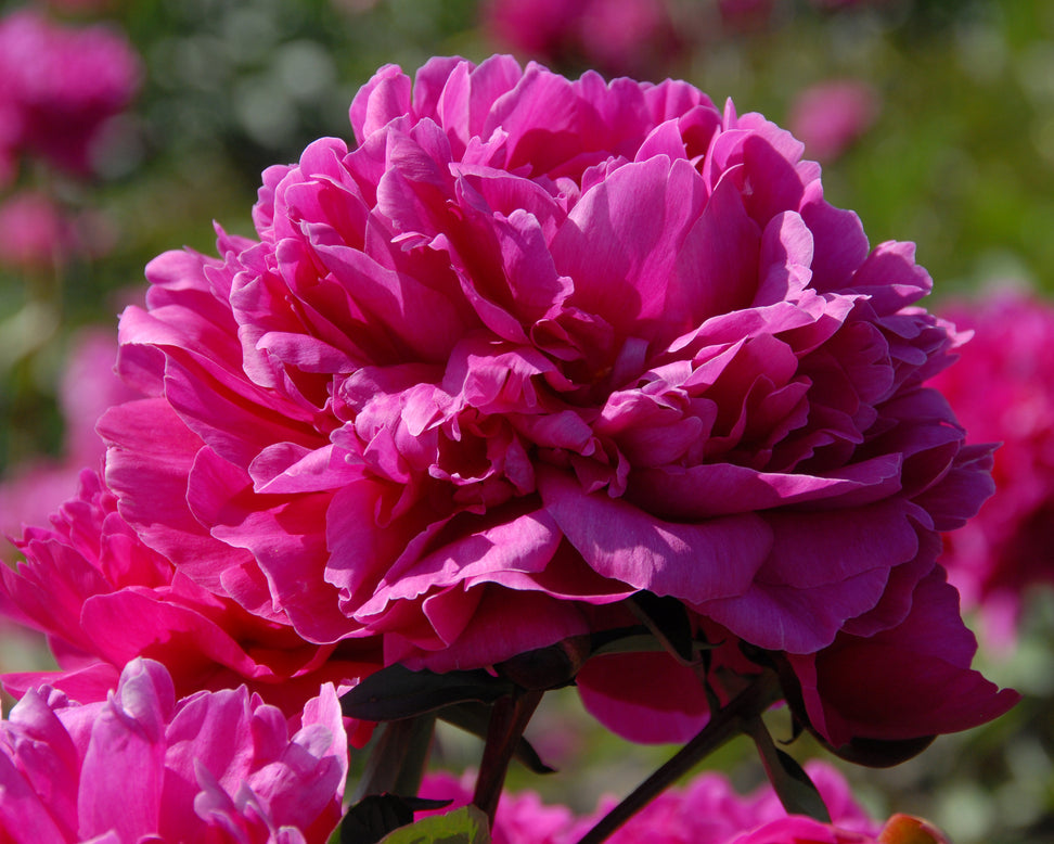 Paeonia 'Félix Crousse'