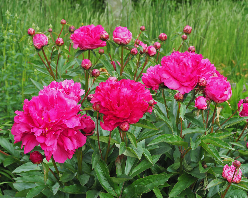 Paeonia 'Félix Crousse'