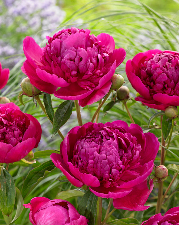 Paeonia 'Félix Crousse'