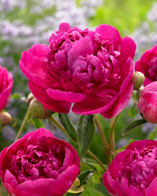 Paeonia 'Félix Crousse'