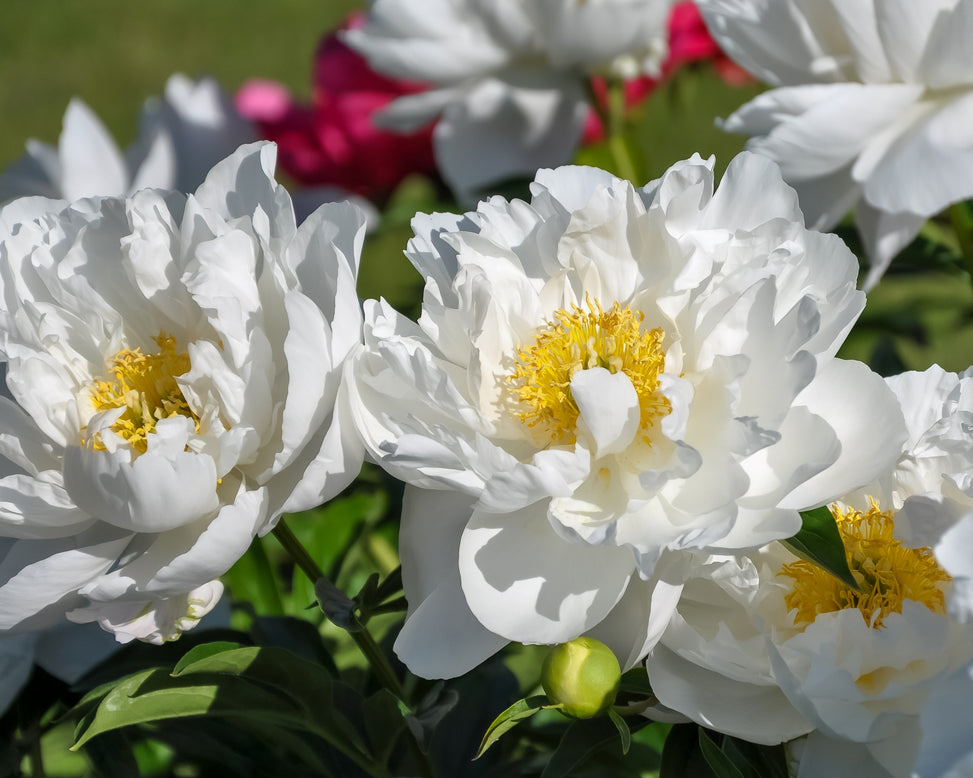 Paeonia 'Krinkled White'