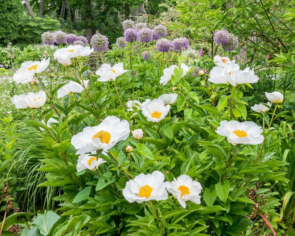 Paeonia 'Krinkled White'