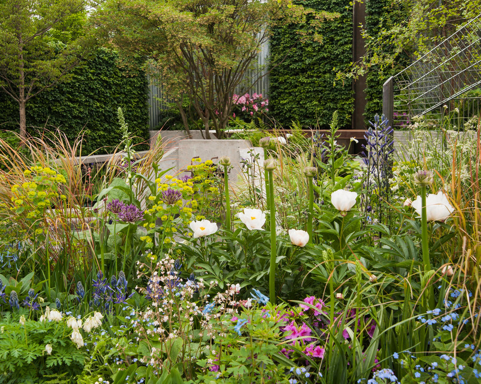 Paeonia 'Krinkled White'