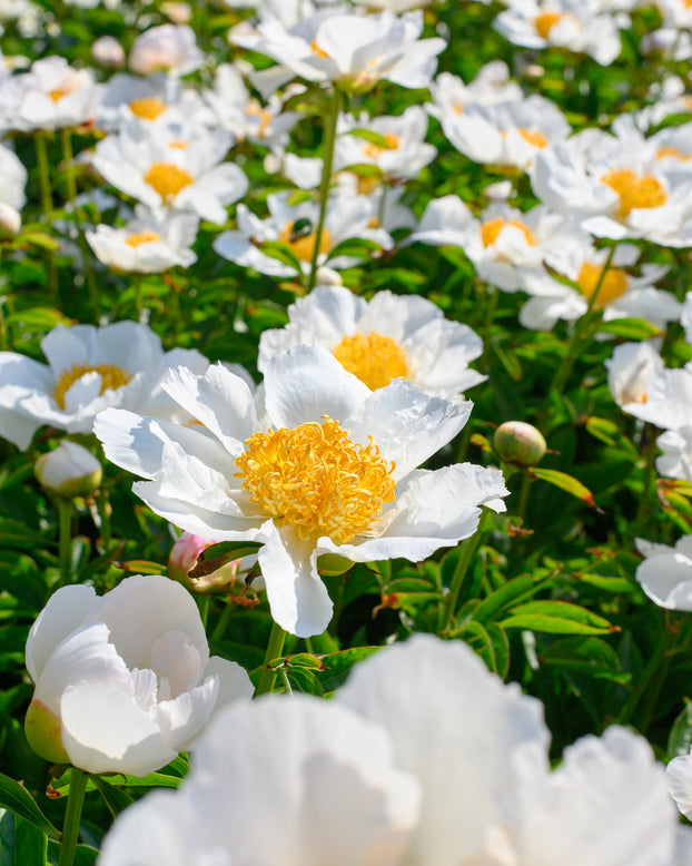 Paeonia 'Krinkled White'