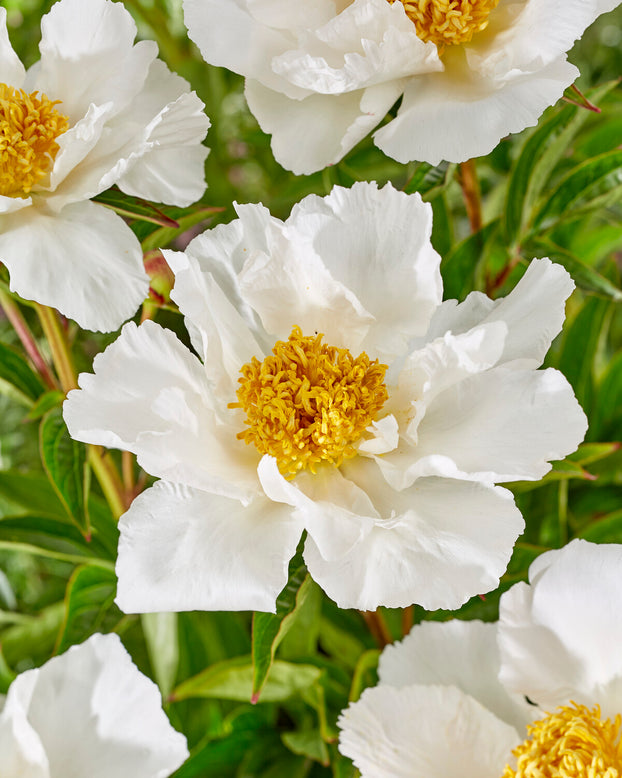 Paeonia 'Krinkled White'