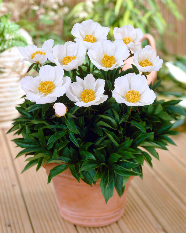 Paeonia 'Krinkled White'