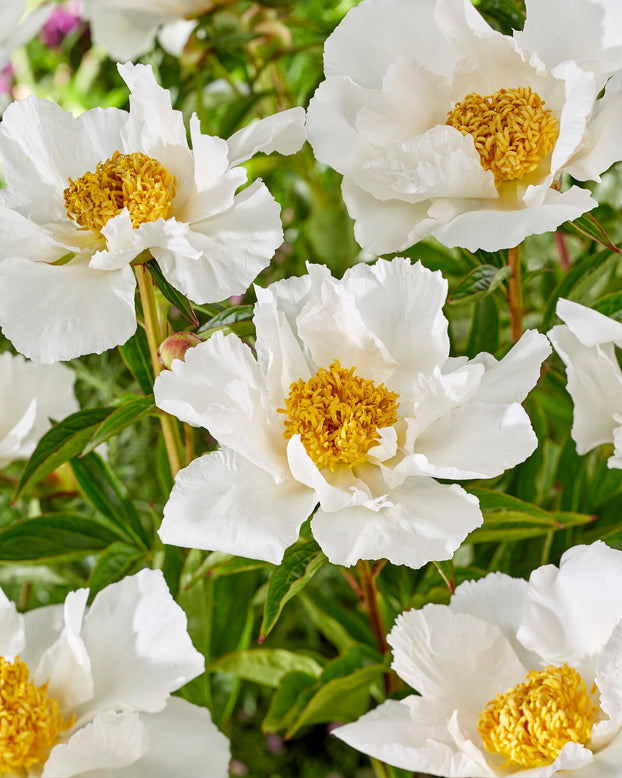 Paeonia 'Krinkled White'