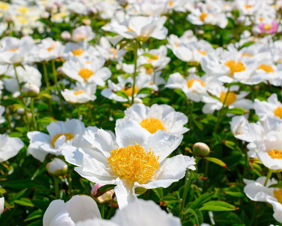 Paeonia 'Krinkled White'