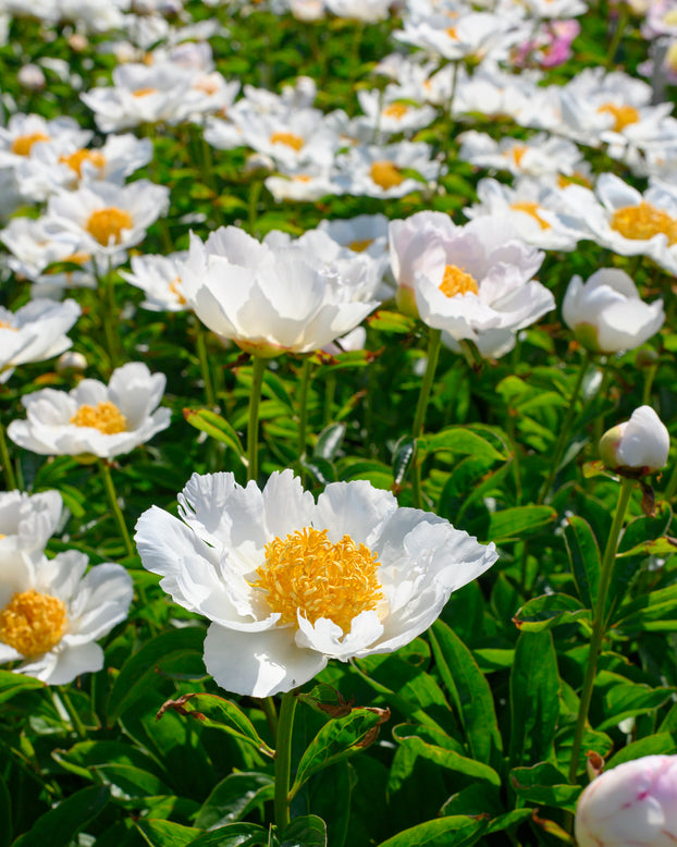 Paeonia 'Krinkled White'