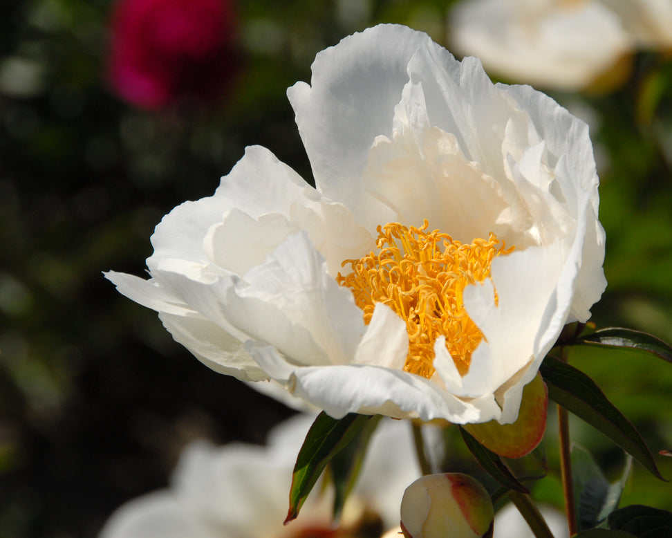 Paeonia 'Krinkled White'