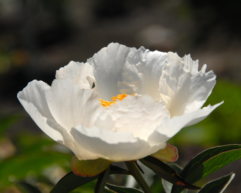 Paeonia 'Krinkled White'