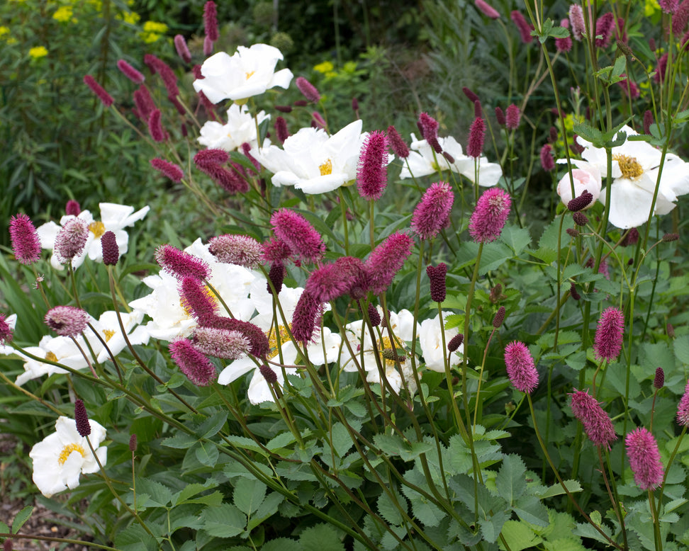 Paeonia 'Krinkled White'